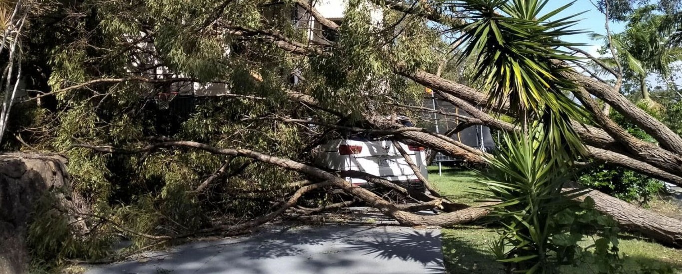 Emergency Tree Services in Tuscaloosa, AL