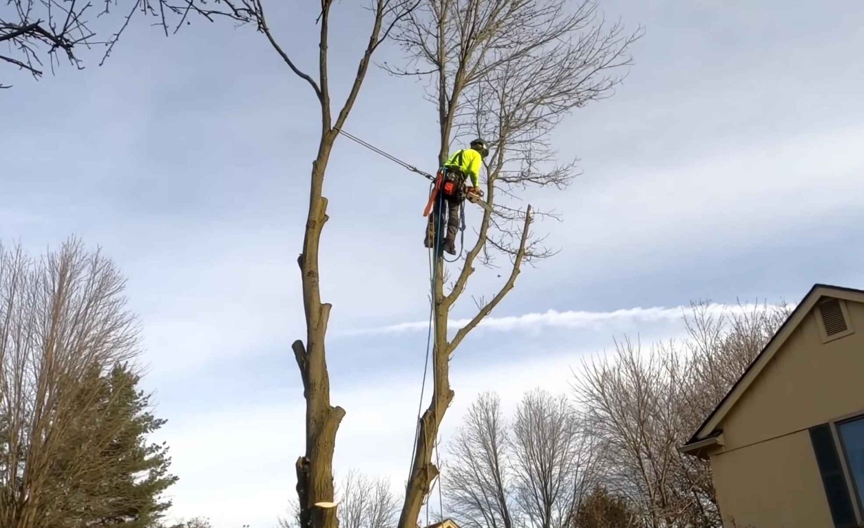 Arborist Consulting in Tuscaloosa, AL
